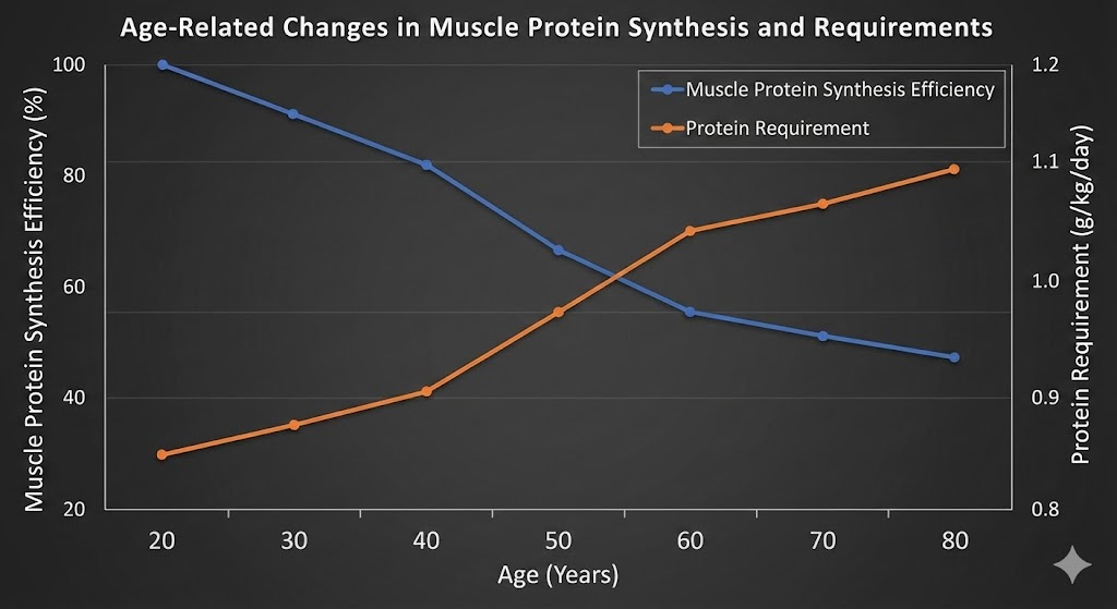 Muscle Protein Synthesis Efficiency